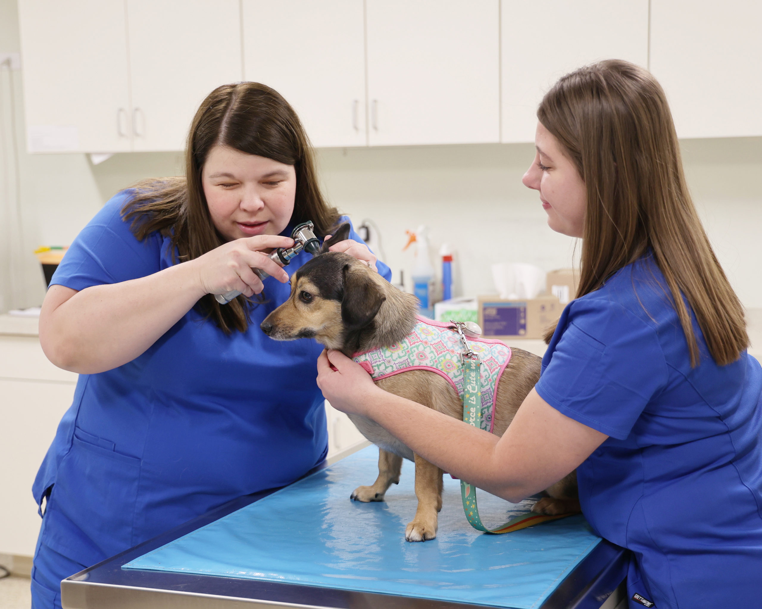 Veterinary Services Available in Lockport